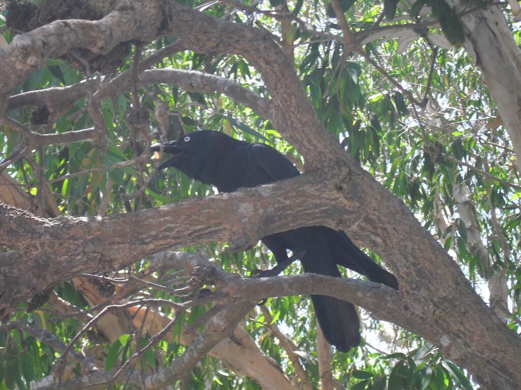 Tree bird